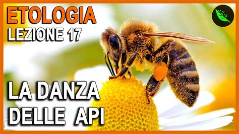 La Danza delle Api e il Mito del Muisca: Un Rito Agrario Antico che Ispirava la Prosperità nel III Secolo